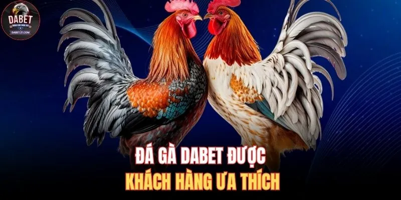Đá Gà DABET 1 Đá gà DABET được khách hàng ưa thích